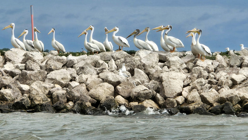 American white pelicans at their nesting colony on Cat Island in Green Bay. Image credit: Marie Zhuikov, Wisconsin Sea Grant