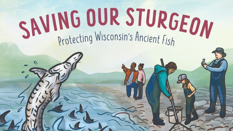 Cover of Rebecca Hogue Wojahn's book, Saving our Sturgeon: Protecting Wisconsin's Ancient Fish.