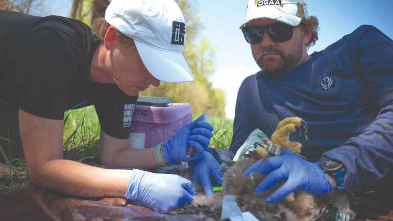 A woman takes a blood sample from an eagle lying on its back while a man holds the bird securely.